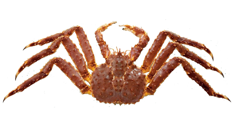 king-crab-alaska-cua-hoang-de-dac-san-cao-cap-com